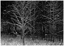 Bare trees in winter, early morning, Tennessee. Great Smoky Mountains National Park ( black and white)