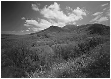 Hillsides covered with trees below Mount Le Conte in the spring, Tennessee. Great Smoky Mountains National Park, USA. (black and white)