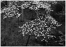 Flowering Dogwood (Cornus Florida), Tennessee. Great Smoky Mountains National Park, USA. (black and white)
