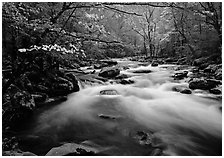 Fluid stream with and dogwoods trees in spring, Treemont, Tennessee. Great Smoky Mountains National Park, USA. (black and white)