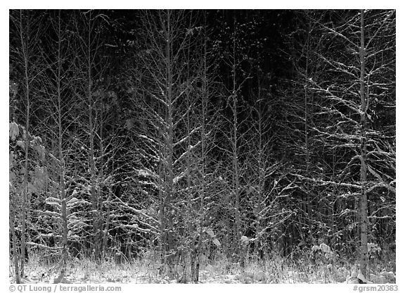 Sunlit trees in winter. Great Smoky Mountains National Park (black and white)