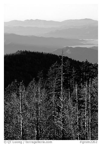 Half-barren trees and ridges from Clingmans Dome at sunrise, North Carolina. Great Smoky Mountains National Park, USA.
