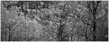 Trees with new leaves and hillside. Great Smoky Mountains National Park (Panoramic black and white)