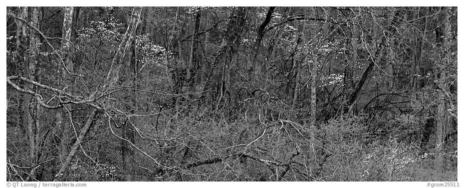 Spring forest scene with trees in bloom. Great Smoky Mountains National Park (black and white)