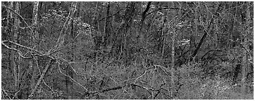 Spring forest scene with trees in bloom. Great Smoky Mountains National Park (Panoramic black and white)