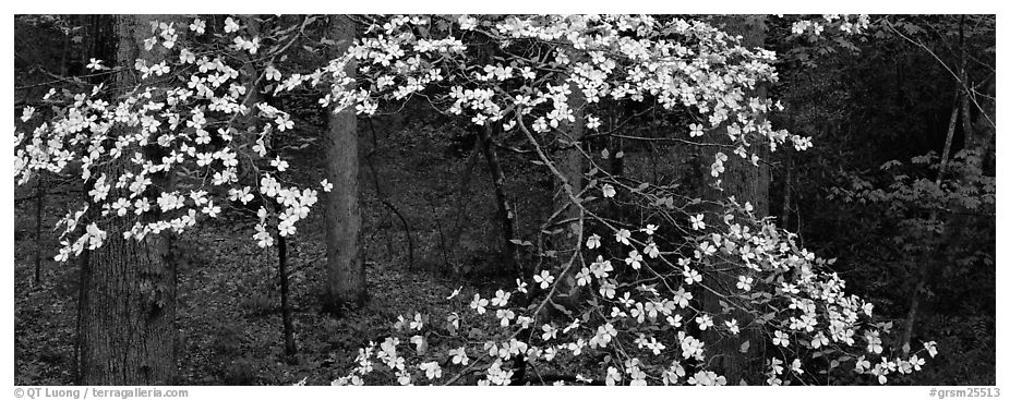 Branches with dogwood flowers. Great Smoky Mountains National Park (black and white)