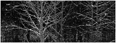 Forest in winter with illuminated trees and blue shadows. Great Smoky Mountains National Park (Panoramic black and white)