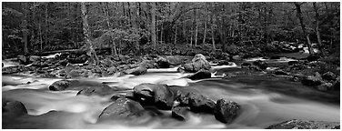 Stream flowing over boulders and spring forest. Great Smoky Mountains National Park (Panoramic black and white)