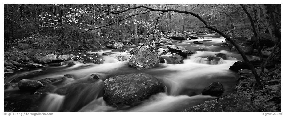 Cascading stream in Appalachian spring forest. Great Smoky Mountains National Park (black and white)