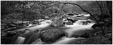 Cascading stream in Appalachian spring forest. Great Smoky Mountains National Park (Panoramic black and white)