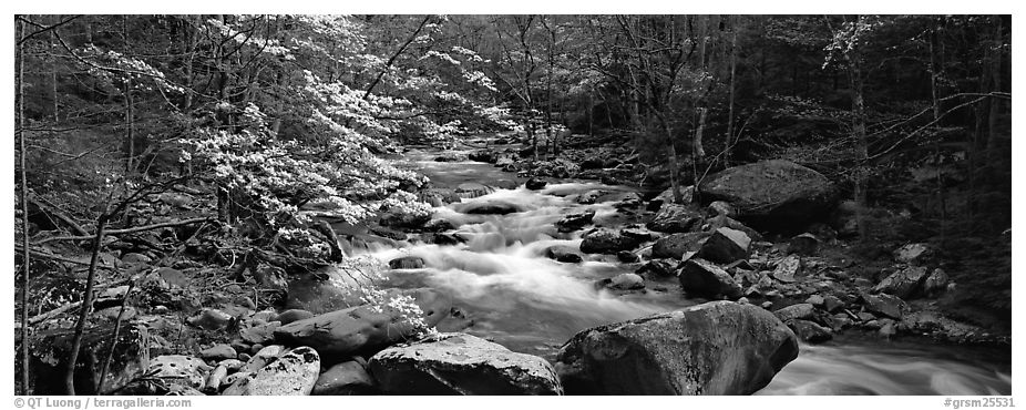 Forest scenery with dogwood blooming, stream, and boulders. Great Smoky Mountains National Park (black and white)