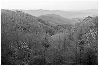 View over mountains in fall colors at dawn, North Carolina. Great Smoky Mountains National Park, USA. (black and white)