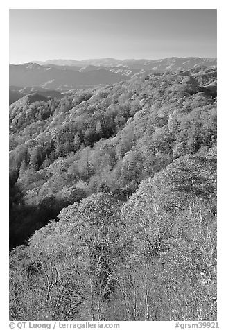 Ridges with trees in fall foliage, North Carolina. Great Smoky Mountains National Park (black and white)