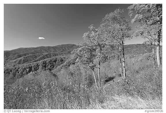 Trees in autumn foliage and mountain view, North Carolina. Great Smoky Mountains National Park (black and white)