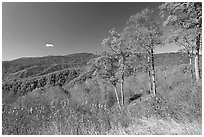 Trees in autumn foliage and mountain view, North Carolina. Great Smoky Mountains National Park ( black and white)