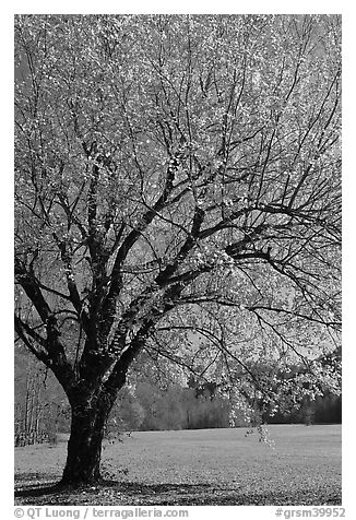 Tree in fall foliage and meadow, Oconaluftee, North Carolina. Great Smoky Mountains National Park (black and white)