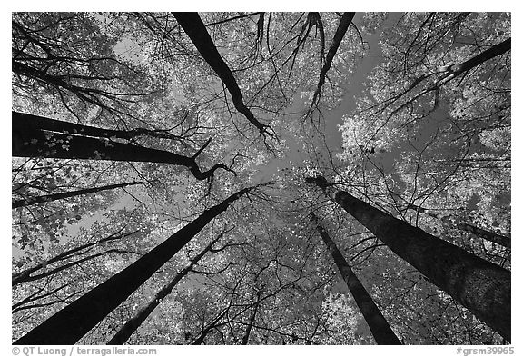 Looking up forest in fall color, Tennessee. Great Smoky Mountains National Park (black and white)
