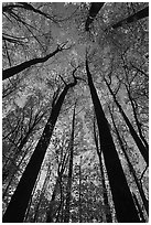 Looking up forest in fall foliage, Tennessee. Great Smoky Mountains National Park, USA. (black and white)