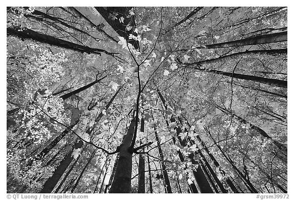 Looking up red leaves and forest in autumn foliage, Tennessee. Great Smoky Mountains National Park (black and white)