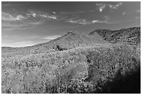 Slopes and hills in fall foliage with mountain behind, Tennessee. Great Smoky Mountains National Park ( black and white)