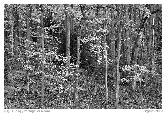 Trees with bright leaves in hillside forest, Tennessee. Great Smoky Mountains National Park (black and white)