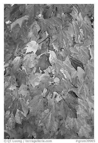 Close-up of tree branch with autumn foliage, Tennessee. Great Smoky Mountains National Park (black and white)
