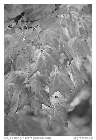 Close-up of leaves in fall color, Tennessee. Great Smoky Mountains National Park (black and white)