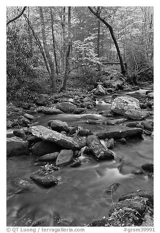 Stream in autumn, Roaring Fork, Tennessee. Great Smoky Mountains National Park (black and white)