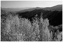Trees in fall colors and backlit hillside near Newfound Gap, Tennessee. Great Smoky Mountains National Park, USA. (black and white)