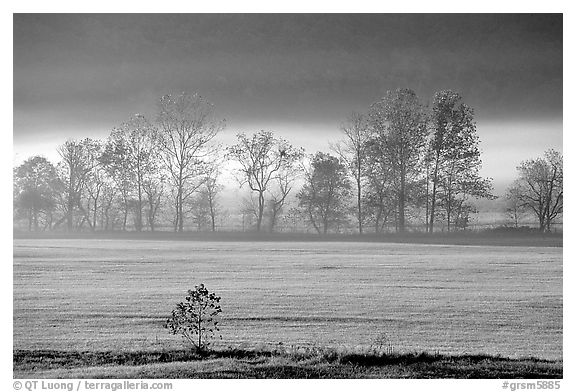 Meadow, trees, and fog, early morning, Cades Cove, Tennessee. Great Smoky Mountains National Park (black and white)
