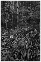 Orange day-lily (hemerocallis fulva) in lush forest, Elkmont, Tennessee. Great Smoky Mountains National Park ( black and white)