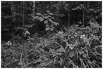 Ditch Lilies ((hemerocallis fulv) in lush forest, Elkmont, Tennessee. Great Smoky Mountains National Park ( black and white)