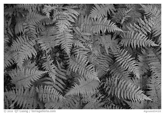 Close-up of ferns, Elkmont, Tennessee. Great Smoky Mountains National Park (black and white)