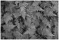 Close-up of ferns, Elkmont, Tennessee. Great Smoky Mountains National Park ( black and white)