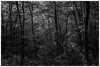 Forest with late afternoon sunlight, Elkmont, Tennessee. Great Smoky Mountains National Park ( black and white)