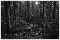 Forest with sunstar, Elkmont, Tennessee. Great Smoky Mountains National Park ( black and white)