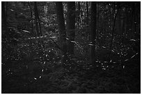 Light trails of Synchronous fireflies, Elkmont, Tennessee. Great Smoky Mountains National Park ( black and white)