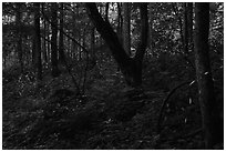 Synchronous fireflies (Photinus carolinus), early evening, Elkmont, Tennessee. Great Smoky Mountains National Park ( black and white)