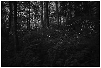 Light bugs in forest, Elkmont, Tennessee. Great Smoky Mountains National Park ( black and white)