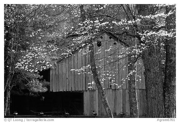 Historical barn with flowering dogwood in spring, Cades Cove, Tennessee. Great Smoky Mountains National Park (black and white)