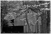 Historical barn with flowering dogwood in spring, Cades Cove, Tennessee. Great Smoky Mountains National Park, USA. (black and white)
