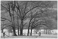 Trees in fenced meadow, early spring, Cades Cove, Tennessee. Great Smoky Mountains National Park, USA. (black and white)