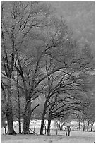 Meadow with trees in early spring, Cades Cove, Tennessee. Great Smoky Mountains National Park, USA. (black and white)