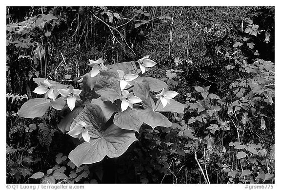 White trillium and columbine, Tennessee. Great Smoky Mountains National Park (black and white)