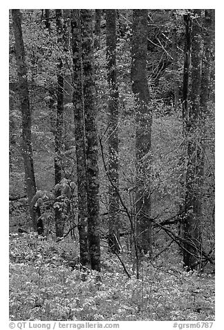 Forest with undergrowth of blue flowers, North Carolina. Great Smoky Mountains National Park (black and white)