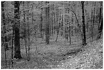 Forest in spring with wildflowers, North Carolina. Great Smoky Mountains National Park, USA. (black and white)