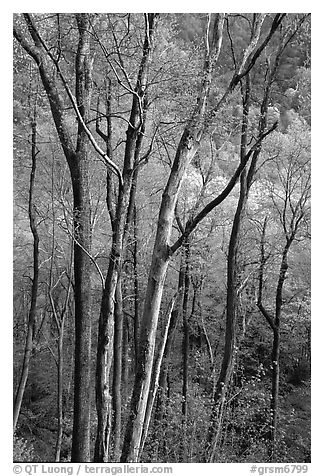 Spring hillside seen through tree trunks, late afternoon, Tennessee. Great Smoky Mountains National Park (black and white)