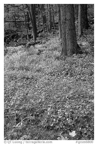 Blue flowers in forest, Chimney area, Tennessee. Great Smoky Mountains National Park (black and white)
