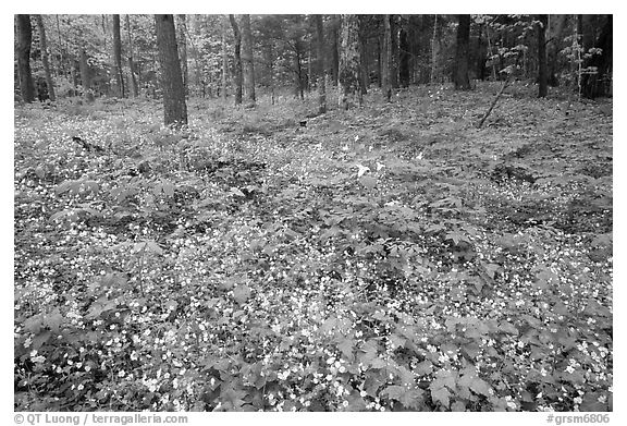 Forest floor covered with Fringed Phacelia (Phacelia fimbriata), Chimney area, Tennessee. Great Smoky Mountains National Park, USA.