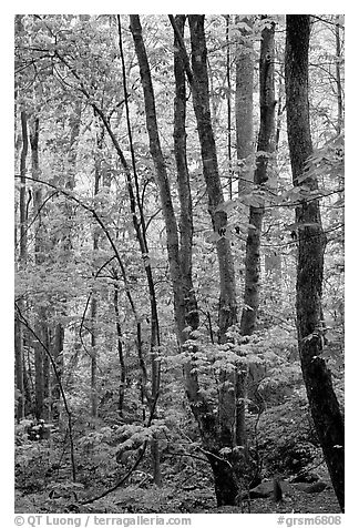 Spring Forest in rain, Chimney area, Tennessee. Great Smoky Mountains National Park, USA.